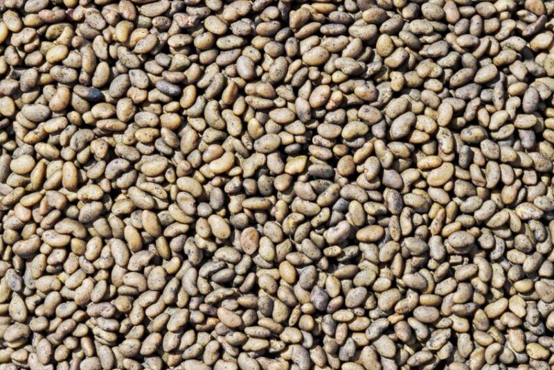 clover seed pellets