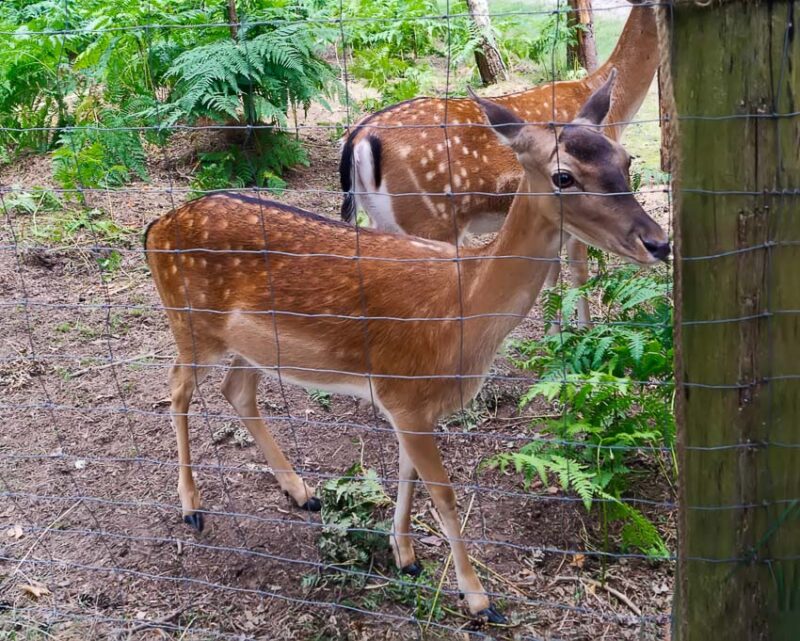 deer fence yard