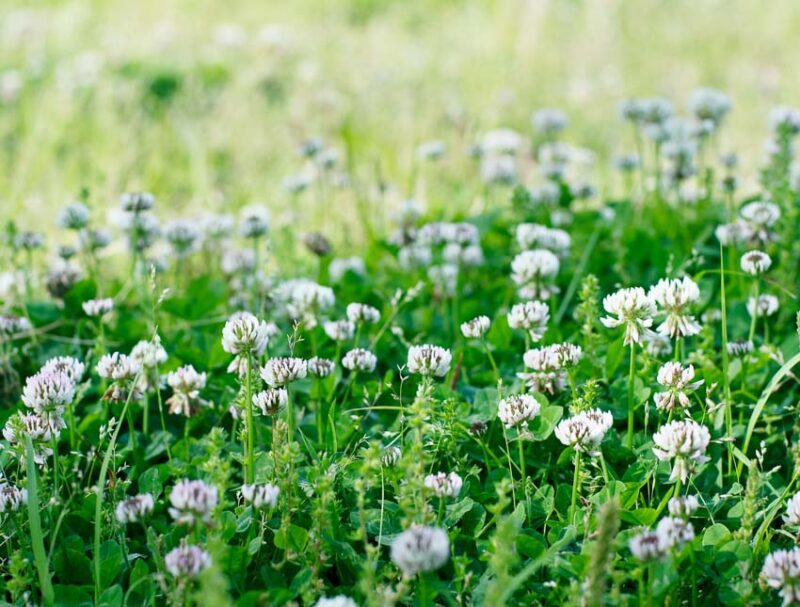 white clover