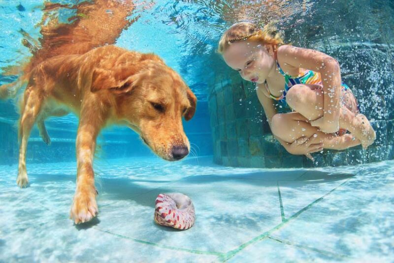 pet and child swimming