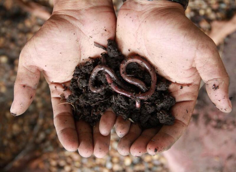 pros and cons of earthworms