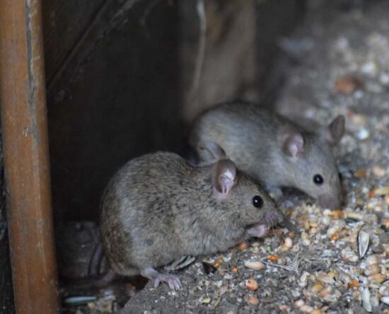 how to get rid of mice and rats