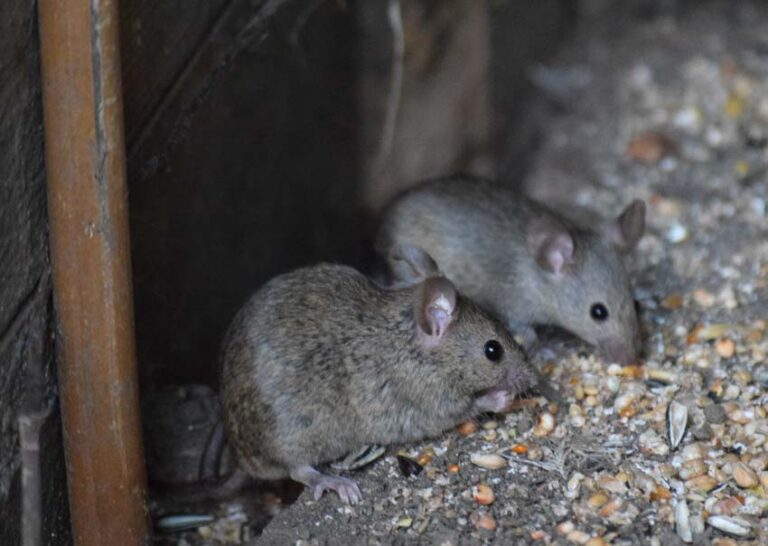 how-to-get-rid-of-field-mice-and-rats-ope-reviews