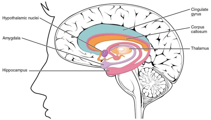 diagram of the limbic system