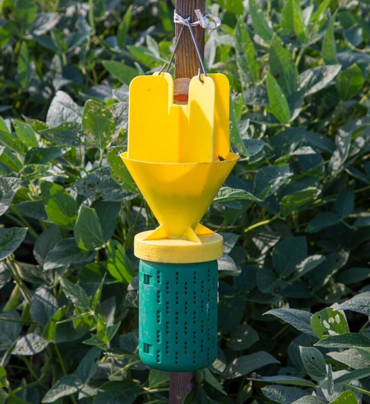 traps for preventing japanese beetles
