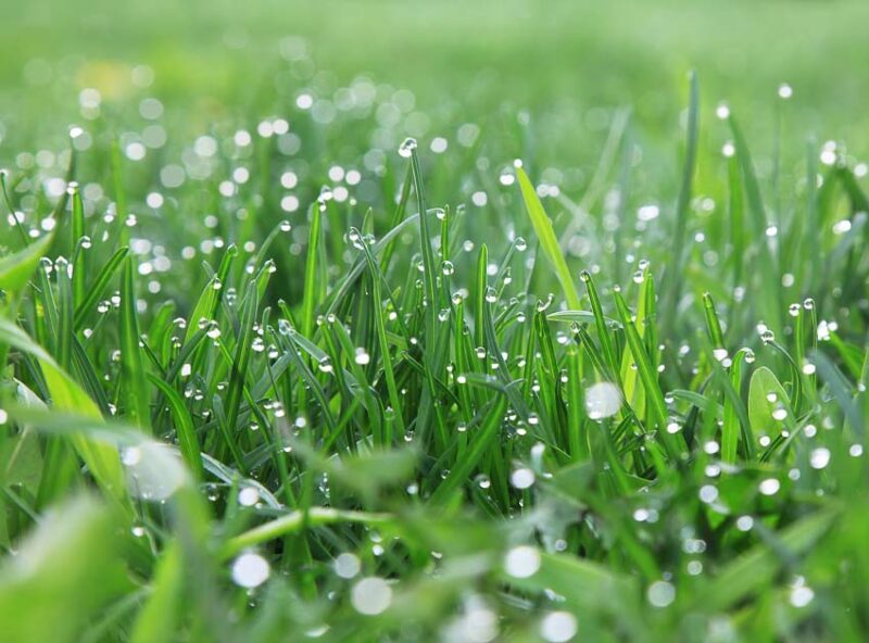 excessive moisture in grass causes fungus
