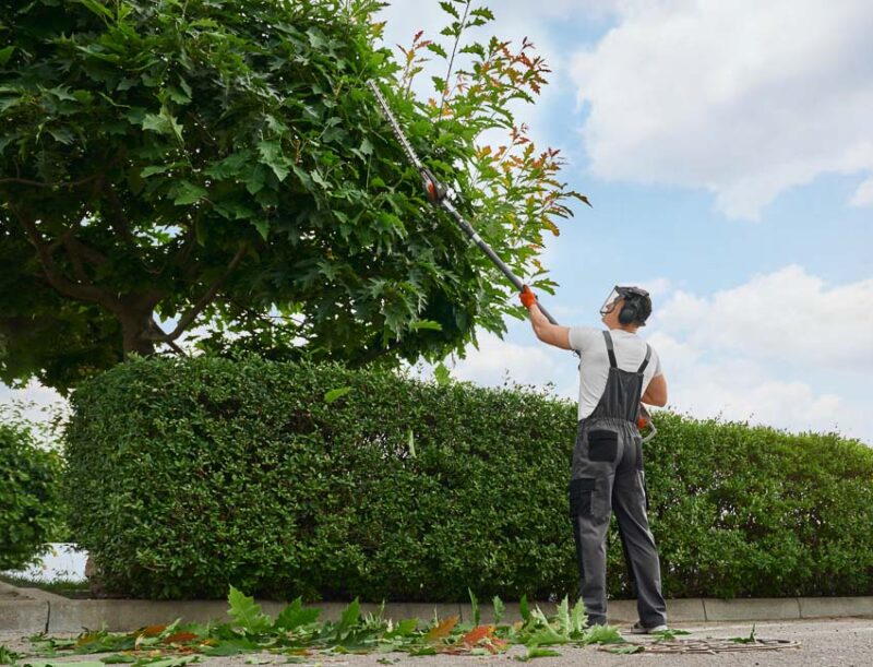 cost of hiring gardener pruning trees