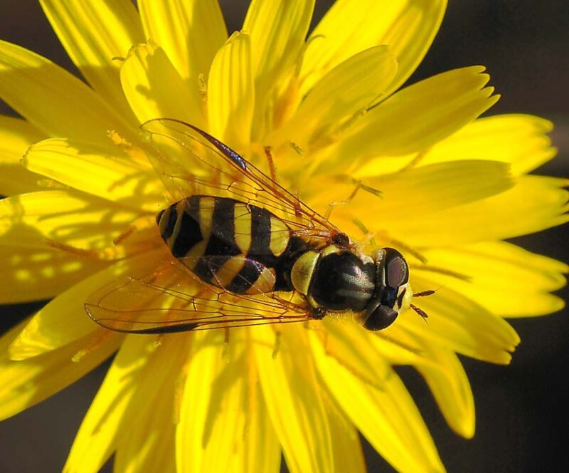 fragrant plants attract pollinators to your garden