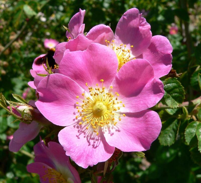 fragrant pink rose flower