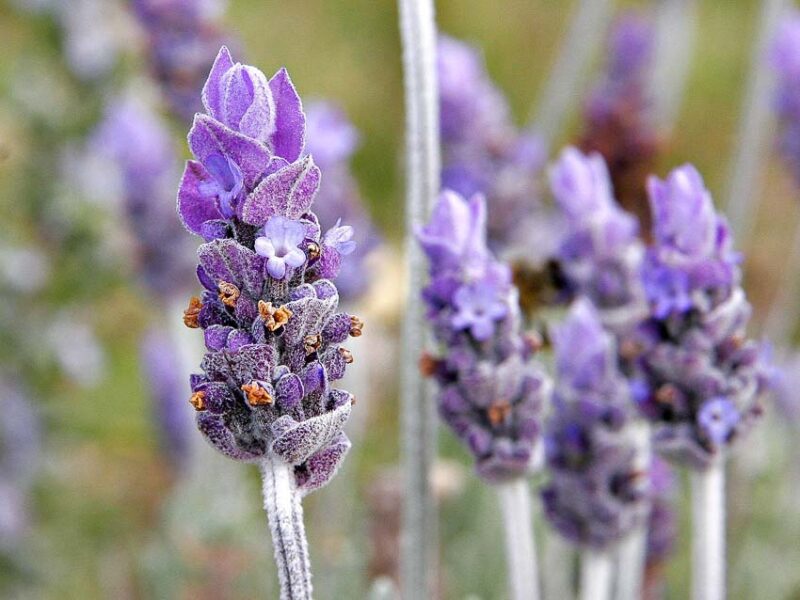 fragrant garden plants like lavender