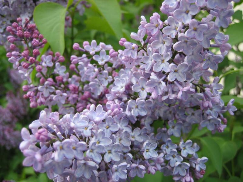 fragrant garden plants lilacs