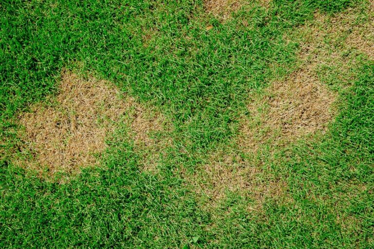 What Causes Black Patches On Grass