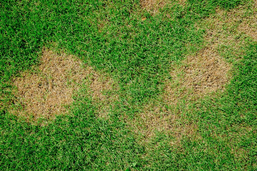 treatments for brown grass patches