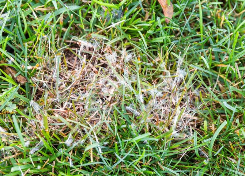 how to get rid of dollar spot grass fungus