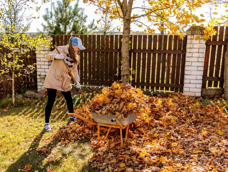 importance of removing leaves from your yard