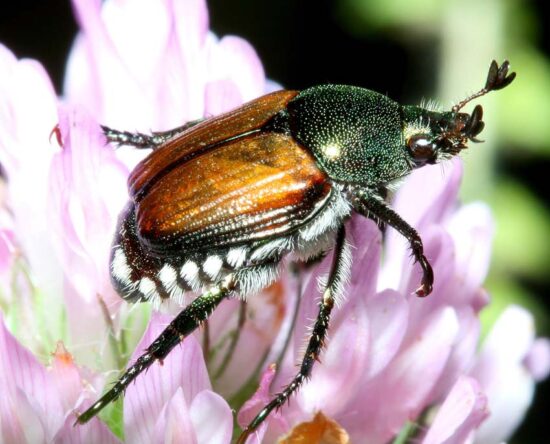 how to prevent japanese beetles