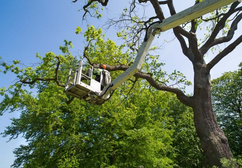 tree trimming cost special equipment