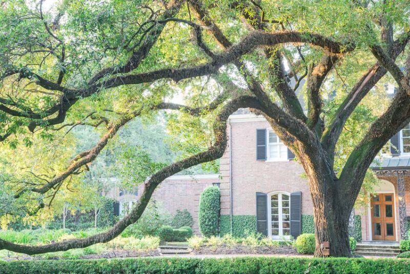 cost of trimming oak trees