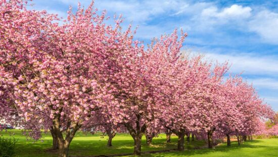 best flowering trees