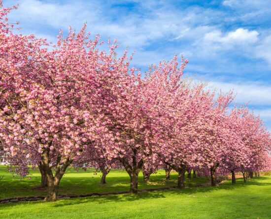 best flowering trees