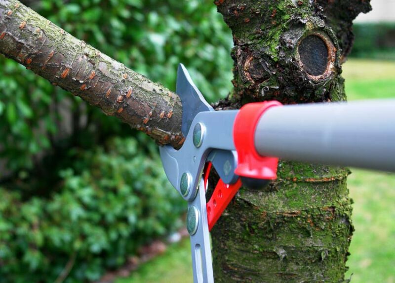 tree trimming costs