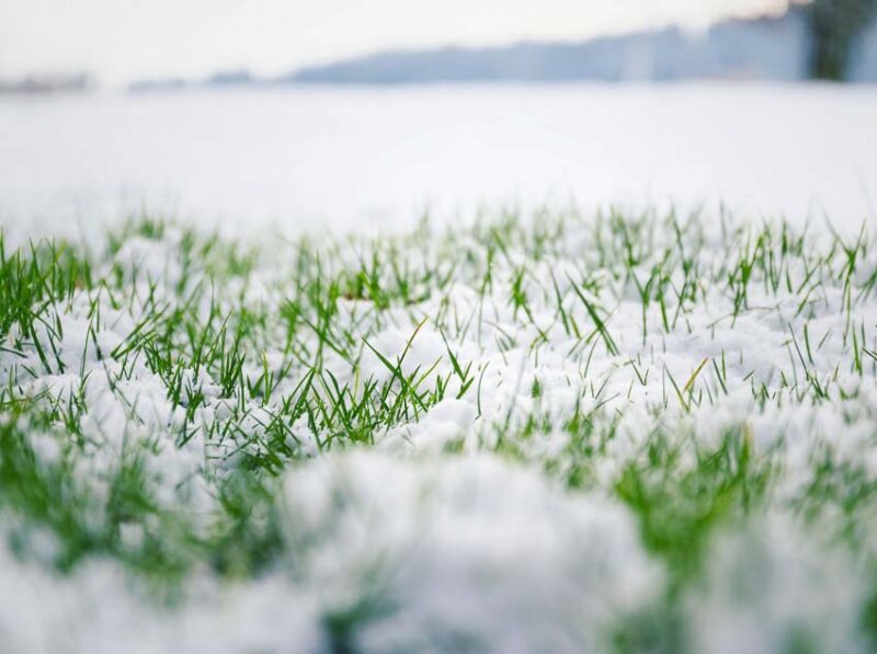 grass in the winter