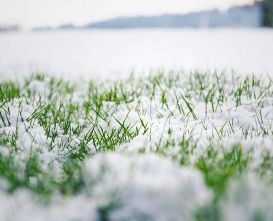 how to prepare your lawn for winter