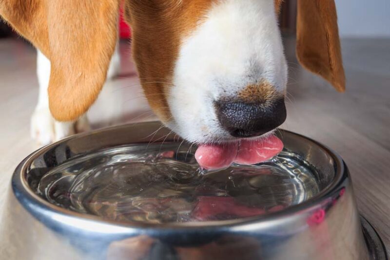 manage your dog's water intake