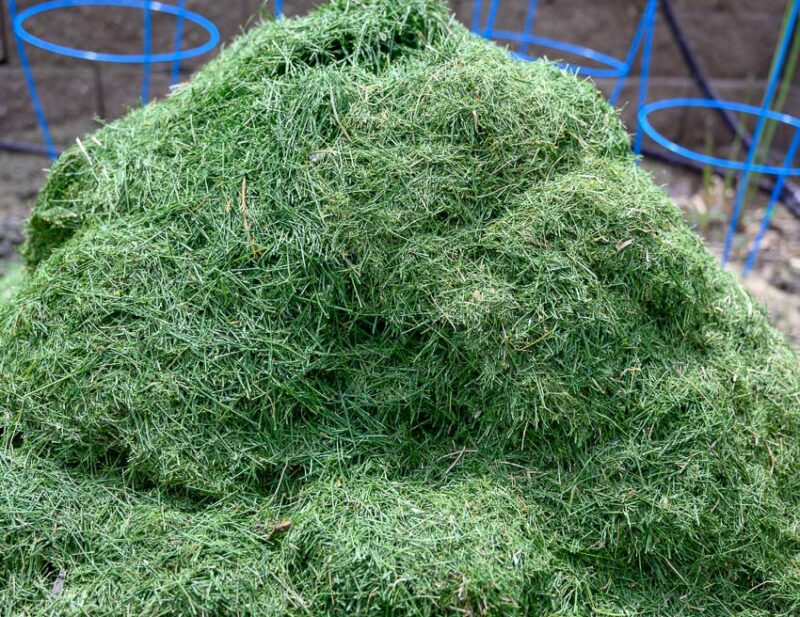 grass clippings as compost