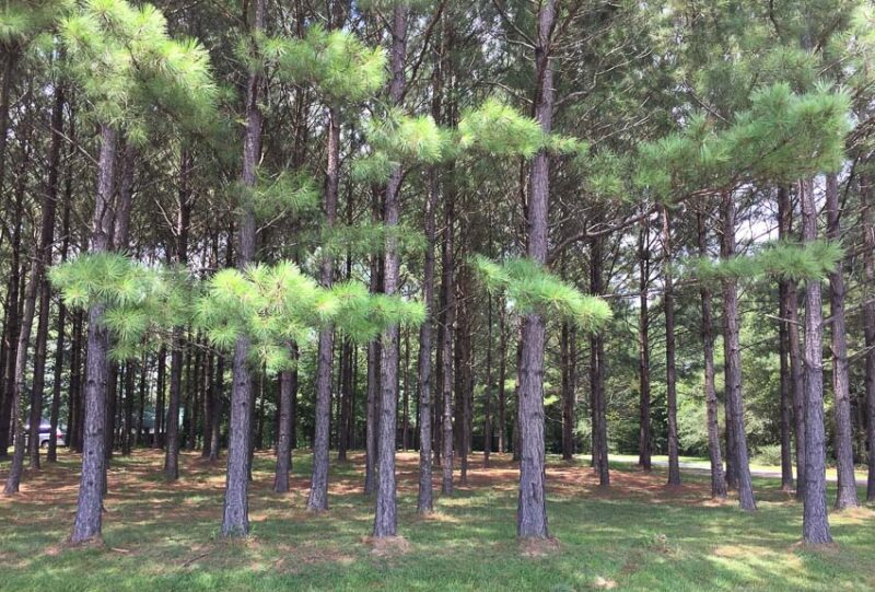 pine trees pruning