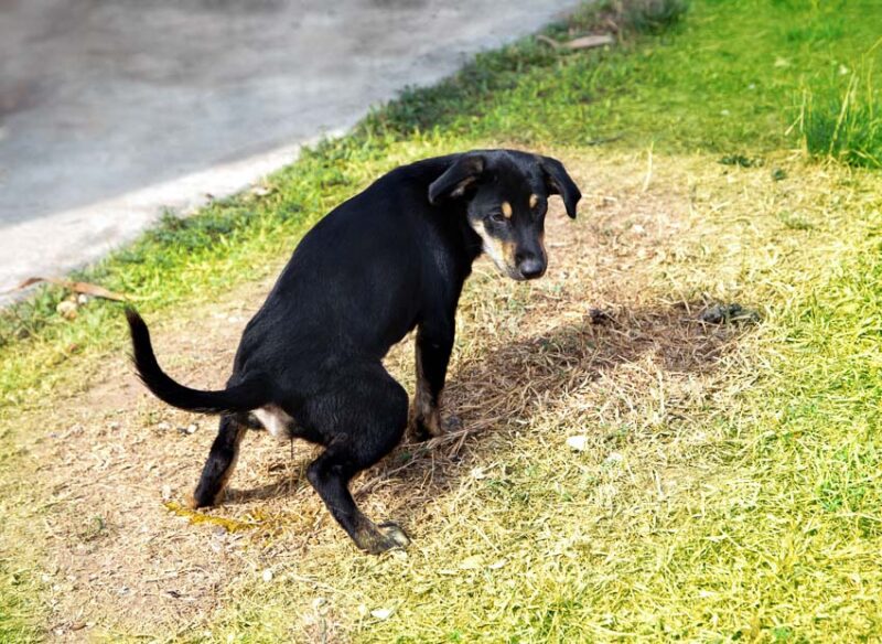 why does dog pee kill grass