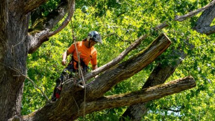 tree trimming costs