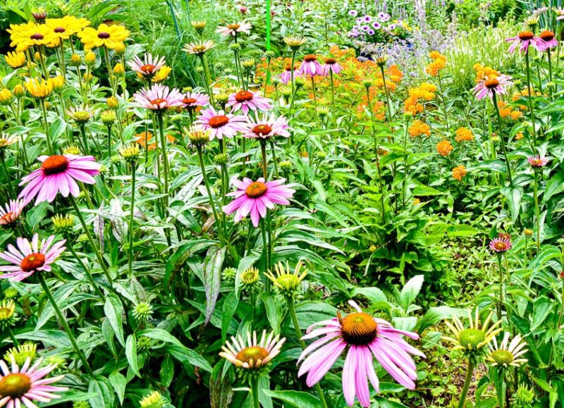 plants for attracting butterflies