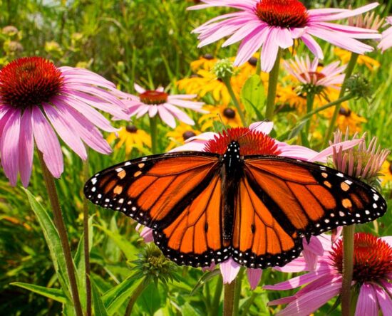 best plants for attracting butterflies