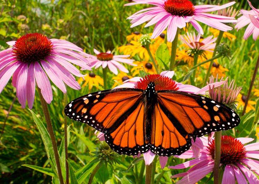 best plants for attracting butterflies