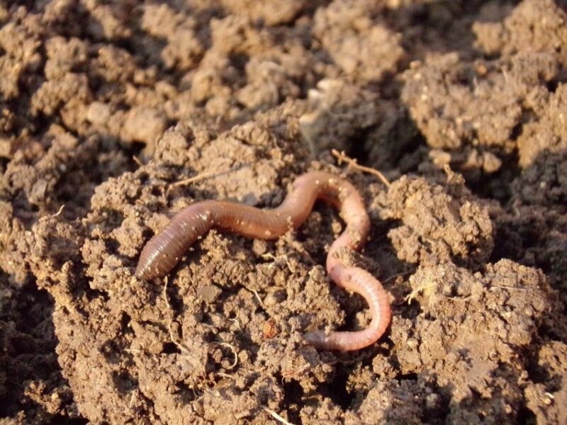 how to compost using earthworms 