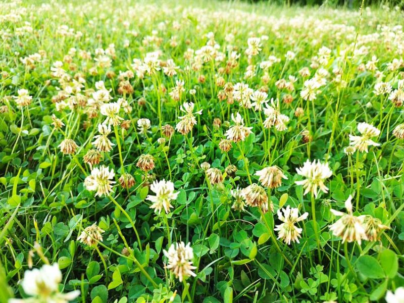 clover lawn