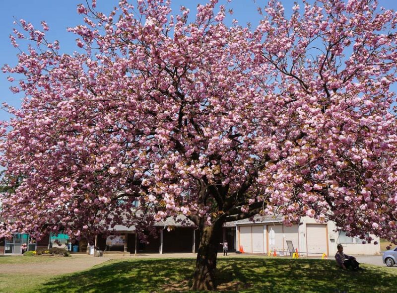 flowering cherry blossom tree