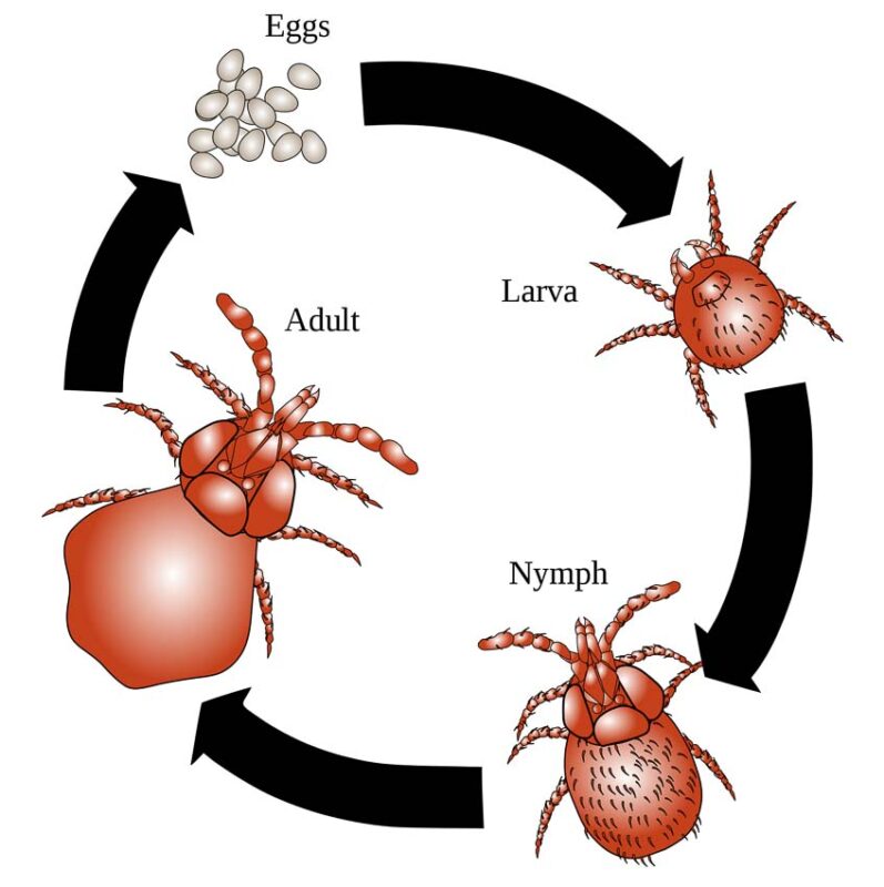 chigger lifecycle