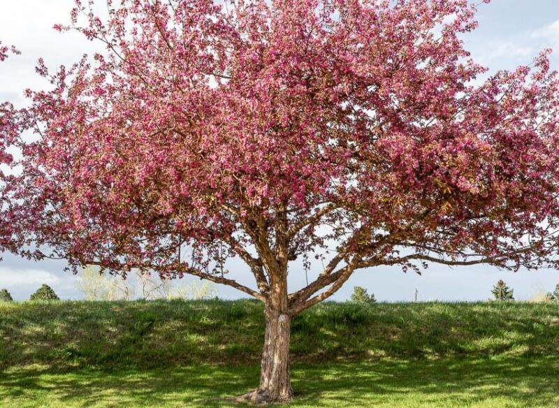 crabapple tree