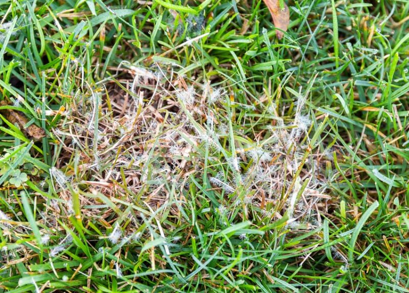 winter lawn care to prevent fungus