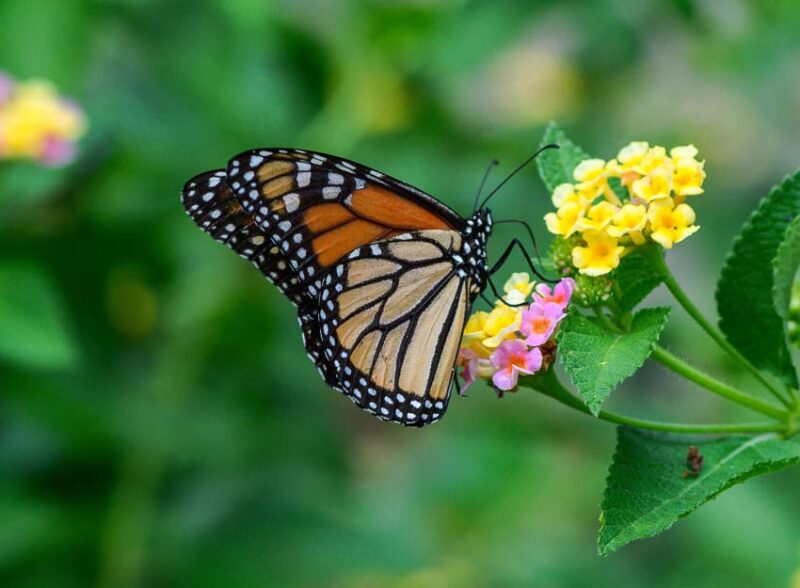 lantana plants for attracting butterflies