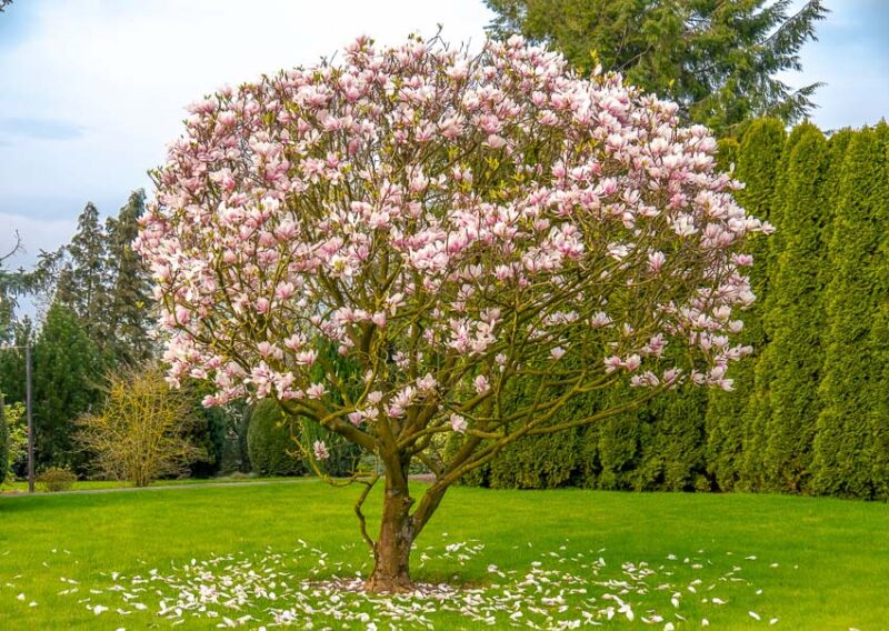 "Big Dude" magnolia tree blooming