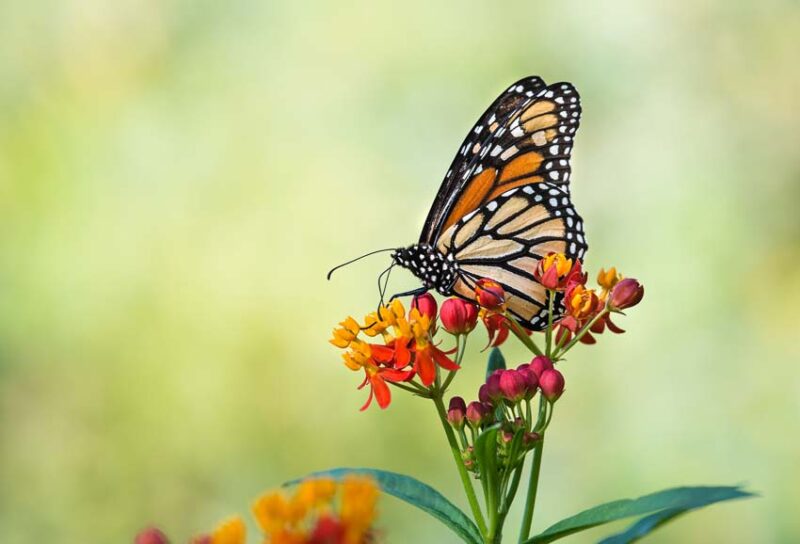 milkweed to attract butterflies to garden