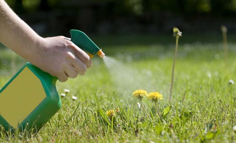 treating weeds during fall lawn care