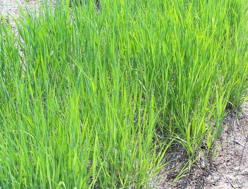 low maintenance alternatives like switchgrass.