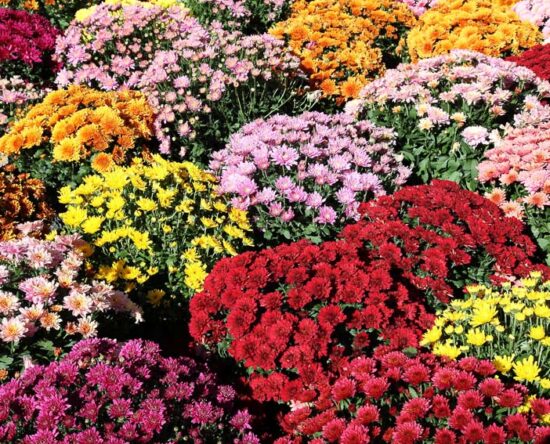 how to overwinter perennials