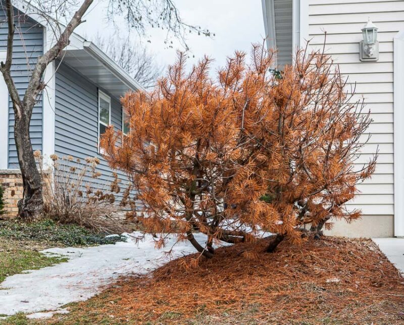 winter burn damage on an evergreen bush