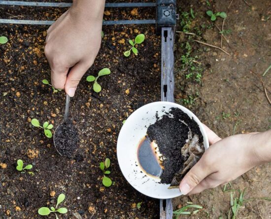 coffee grounds for plants