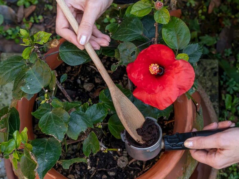 adding coffee grounds to your plants and garden